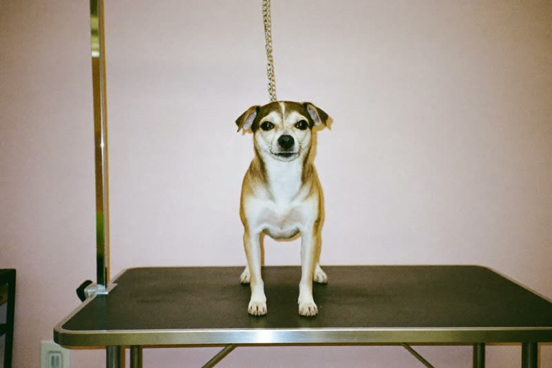 A dog standing calmly on a grooming table