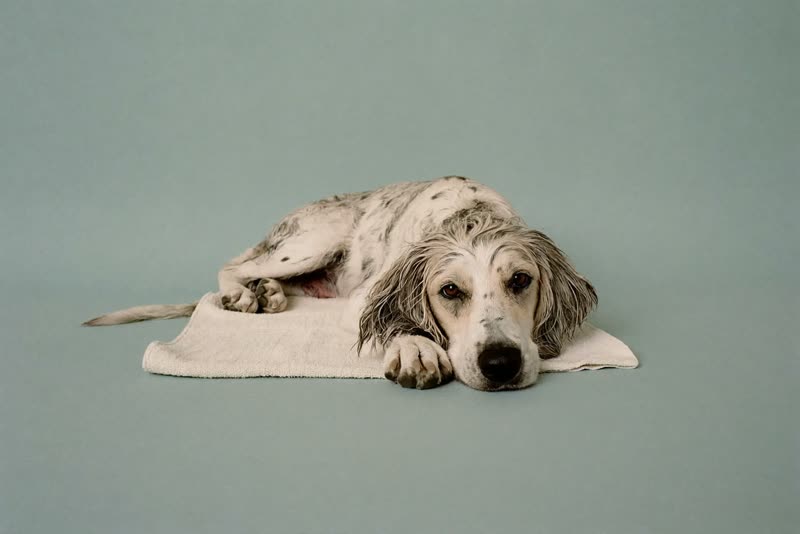 A freshly groomed dog resting on a towel