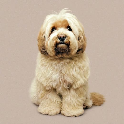 A curly-coated dog with a freshly trimmed coat