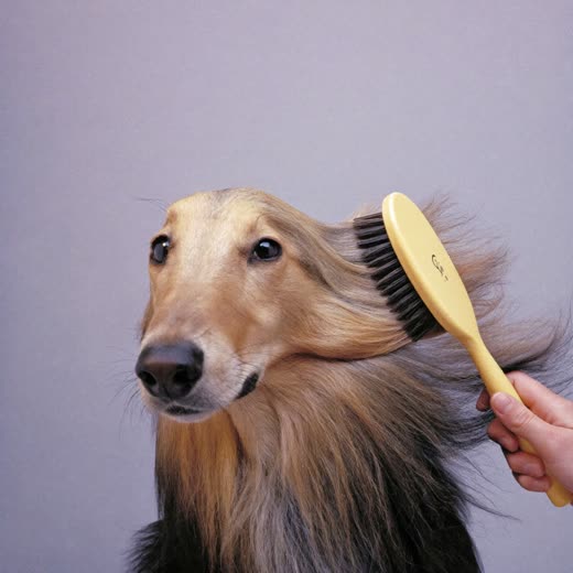 A long-haired dog being brushed out